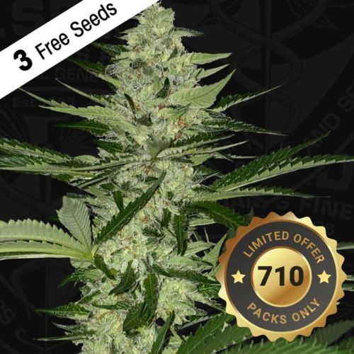 MelonSicle Feminized Cannabis Seeds by T.H.Seeds (Bastards Line)