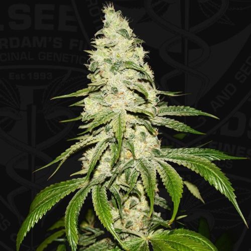 Mont Blanc Female Cannabis Seed by T.H.Seeds