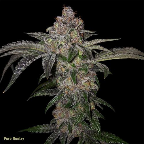 Pure Runtzy Feminized Cannabis Seeds by T.H.Seeds