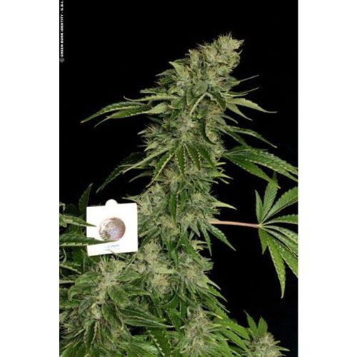 Sage n' Sour Female Cannabis Seeds by T.H.Seeds