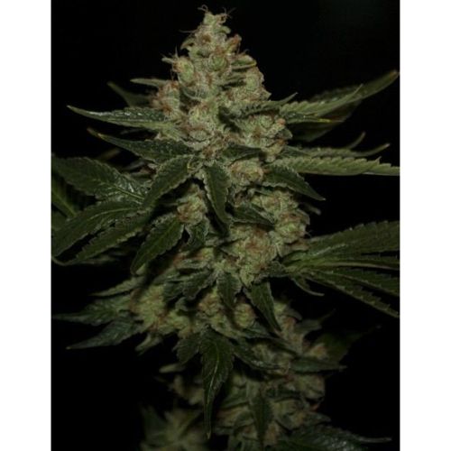 Underdawg Kush Female Cannabis Seeds by T.H.Seeds