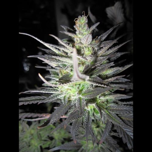 Thunderbud Haze Female Cannabis Seeds by Holy Smoke Seeds