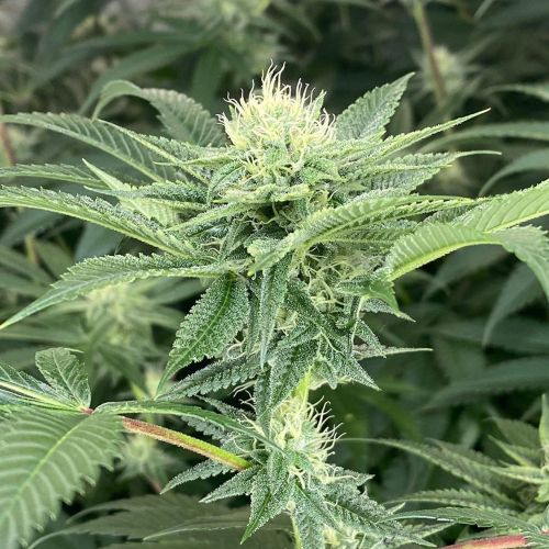 Time Ztone Regular Cannabis Seeds by Dark Horse Genetics