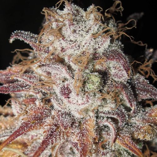Titty Twister Female Cannabis Seeds By Ultra Genetics