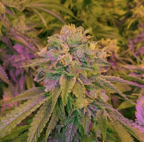 Tora Bora Cookies Regular Cannabis Seeds by True Canna Genetics