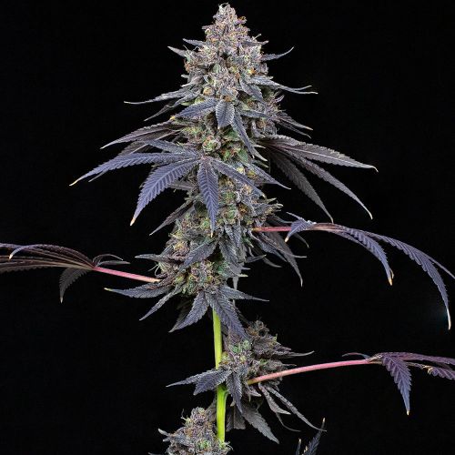 Total Eclipse Feminized Cannabis Seeds by Compound Genetics