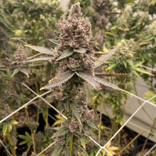 Tropicana Grape Cake Regular Cannabis Seeds by Fidel's Seed Co