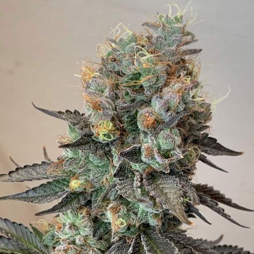 Cheddar Valley Regular Cannabis Seeds by True Canna Genetics