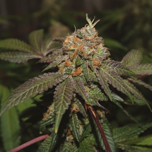 Purple Valley Cooks Regular Cannabis Seeds by True Canna Genetics