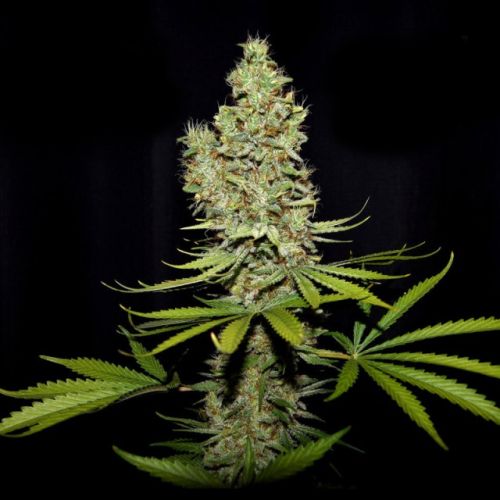 Terperella Female Cannabis Seeds by True Canna Genetics