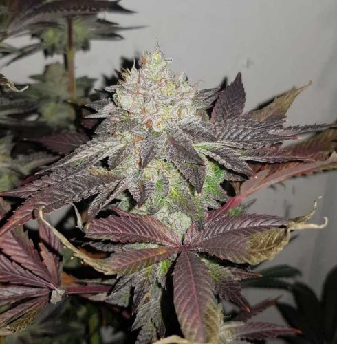 Comeback Kush Regular Cannabis Seeds by True Canna Genetics