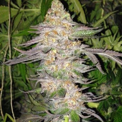 True Colours Regular Cannabis Seeds by True Canna Genetics 