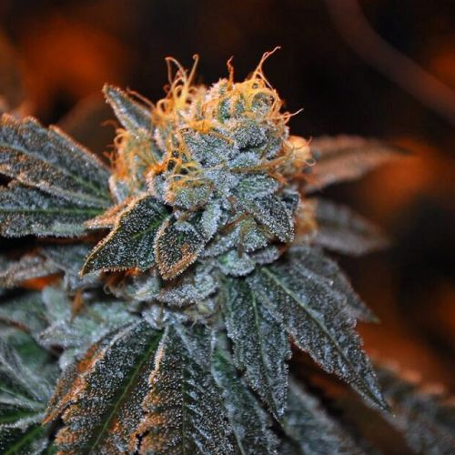 Trueberry Regular Cannabis Seeds by Elemental Seeds