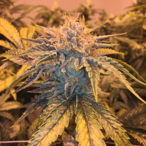 Twizz-LA Regular Cannabis Seeds by Garden ABlaze Seeds