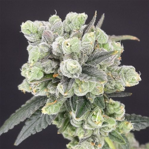 Two Bananas Feminized Cannabis Seeds by Old School Genetics 