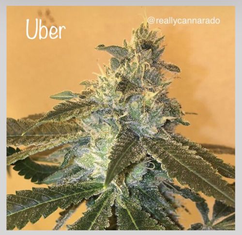 Uber Female Cannabis Seeds by Cannarado Genetics