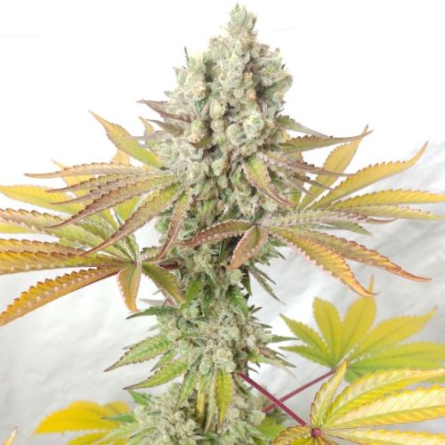 Cookie Balboa Regular Cannabis Seeds by Ultra Genetics