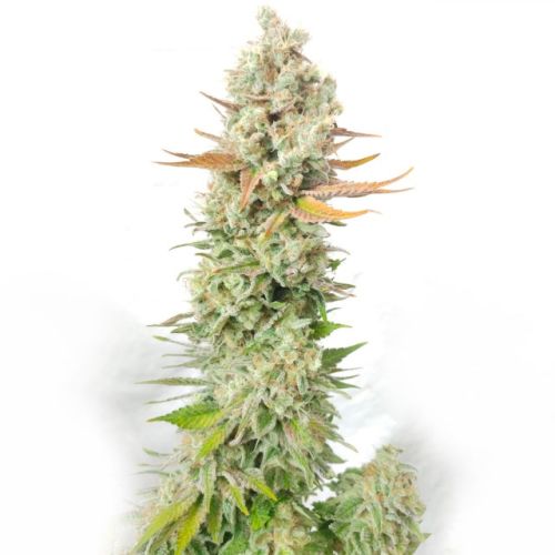 Sour Grape Widow Female Cannabis Seeds by Ultra Genetics