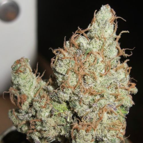 Super Silver Grapefruit Female Cannabis Seeds by Ultra Genetics 