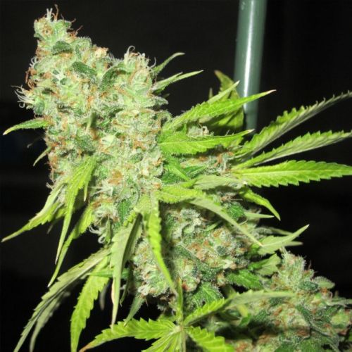 TEC 9 Regular Cannabis Seeds by Ultra Genetics