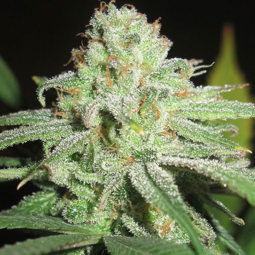 Cheesy Fruits Regular Cannabis Seeds Ultra Genetics