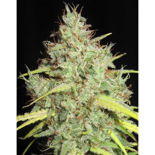 Darkside Cheese Regular Cannabis Seeds Ultra Genetics