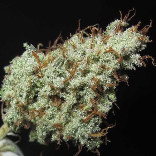 Darkside Cheese Regular Cannabis Seeds Ultra Genetics