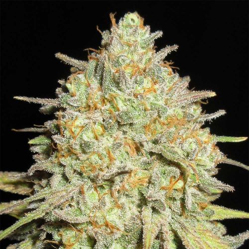Sour Cheese Gob Stopper Feminized Cannabis Seeds Ultra Genetics