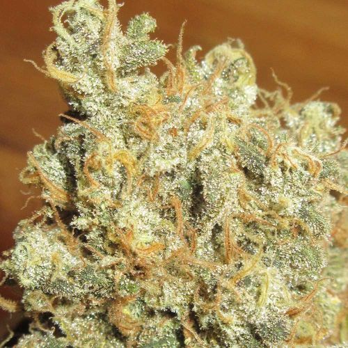 Thai Chee Feminized Cannabis Seeds Ultra Genetics