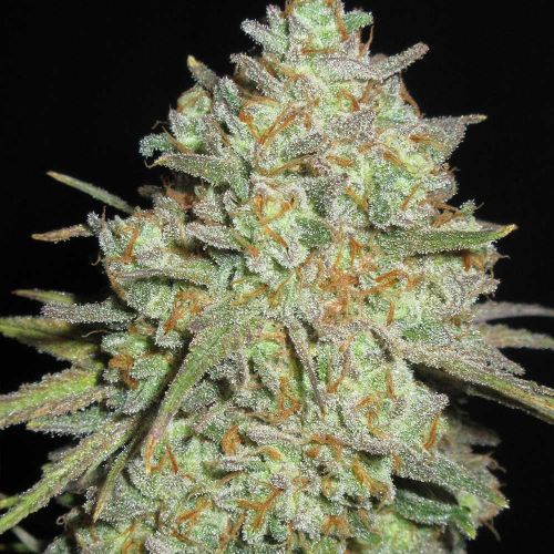 Sour Cheese Gob Stopper Feminized Cannabis Seeds Ultra Genetics