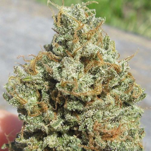 Thai Chee Feminized Cannabis Seeds Ultra Genetics