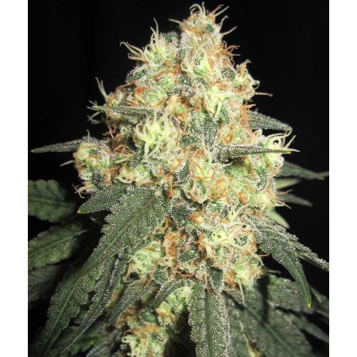 Tits Mc'Gee Regular Cannabis Seeds Ultra Genetics