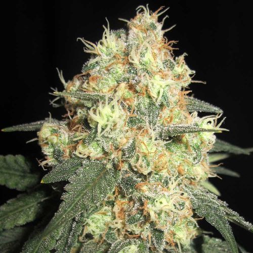 Tits Mc'Gee Regular Cannabis Seeds Ultra Genetics