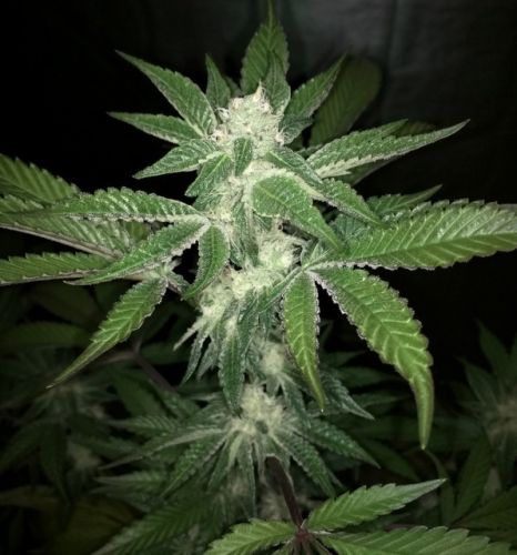 V Kush Regular Cannabis Seeds by Haute Genetique