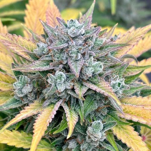 Valencia Kush Auto Cannabis Seeds by Dark Owl Seeds