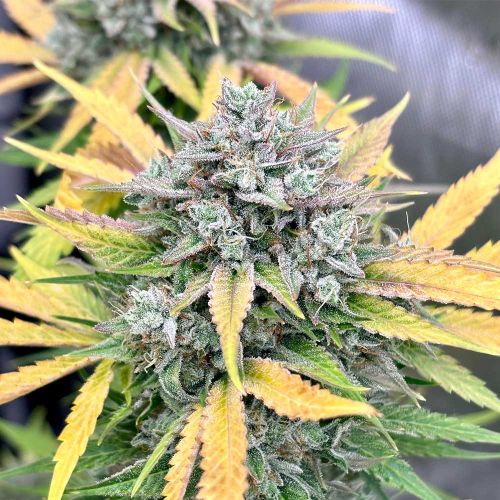 Valencia Kush Auto Cannabis Seeds by Dark Owl Seeds