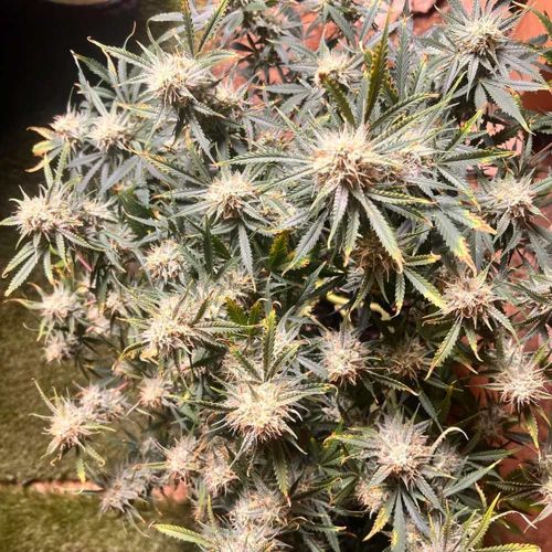 Vanilla Fizz V2 Autoflowering Cannabis Seeds by Night Owl Seeds