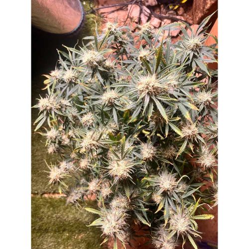 Vanilla Fizz V2 Autoflowering Cannabis Seeds by Night Owl Seeds