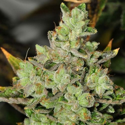 Venom OG Regular Cannabis Seeds by Rare Dankness