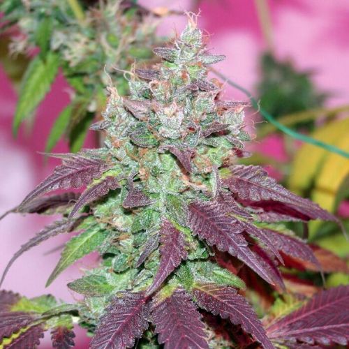 Violet Cookies Regular Cannabis Seeds by True Canna Genetics 