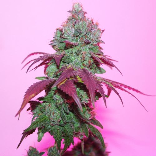 Violet Cookies Regular Cannabis Seeds by True Canna Genetics 