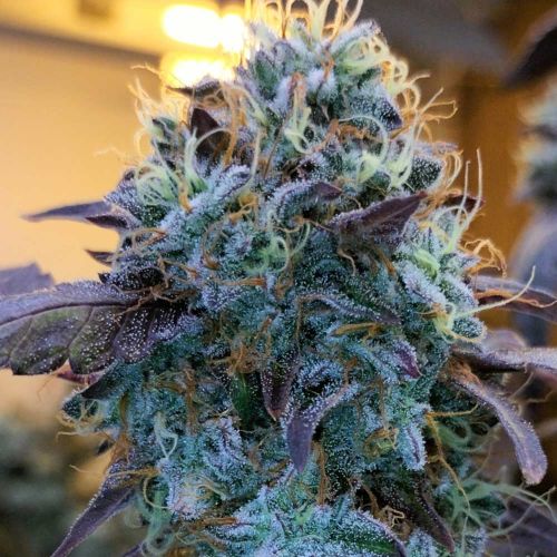 Vitamin Z Female Weed Seeds by Grounded Genetics 