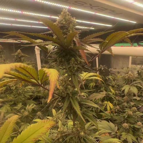 Pink Waferz 2.0 Feminized Cannabis Seeds Conscious Genetics
