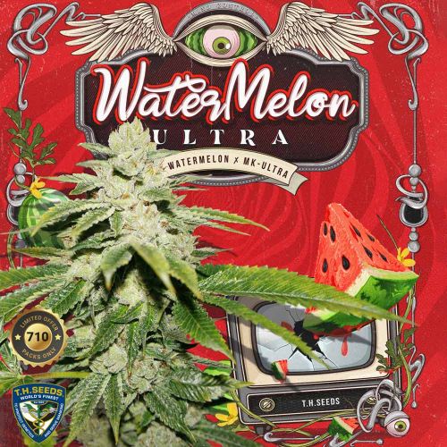 WaterMelon Ultra Female Cannabis Seeds by T.H.Seeds