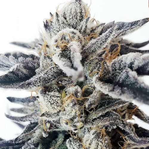 Watermelon Blast Regular Cannabis Seeds by Tiki Madman x Mosca Seeds