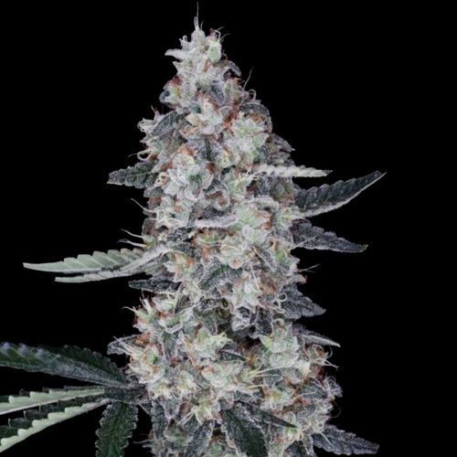 Watermelon Man Autoflowering Cannabis Seeds DNA Genetics