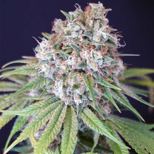 Melon Cheddar Female Weed Seeds by Karma Genetics