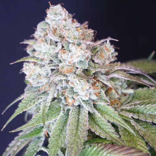 Dog Fruit Female Weed Seeds by Karma Genetics