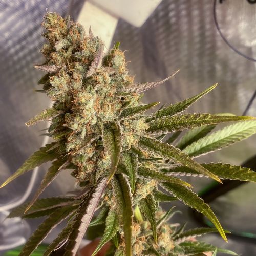 Wheres My Bike V2 Regular Cannabis Seeds by Karma Genetics