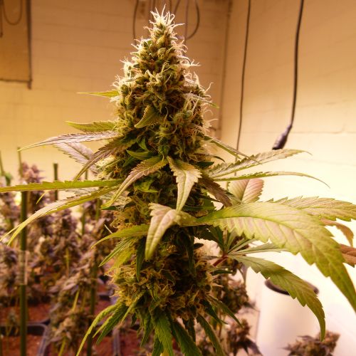 Wheres My Bike V2 Regular Cannabis Seeds by Karma Genetics